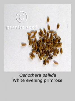 oenothera  pallida  product gallery #3