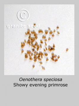 oenothera  speciosa  product gallery #3