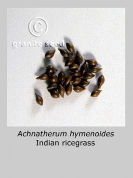 achnatherum  hymenoides  product gallery #5