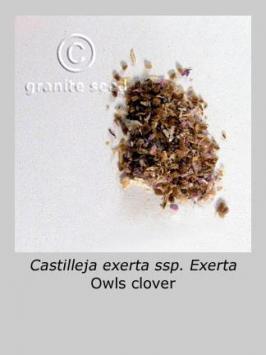 castilleja  exserta ssp. exserta  product gallery #5