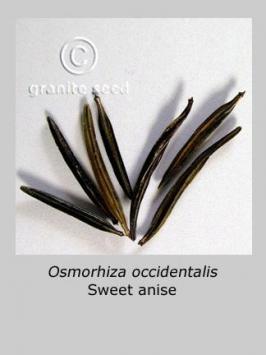 osmorhiza  occidentalis  product gallery #2
