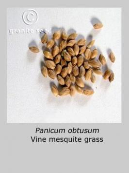 panicum  obtusum  product gallery #2