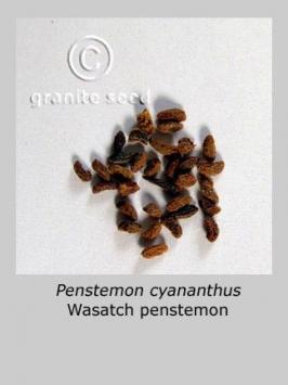 penstemon  cyananthus  product gallery #2