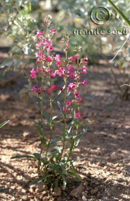 penstemon  parryi  product gallery #3