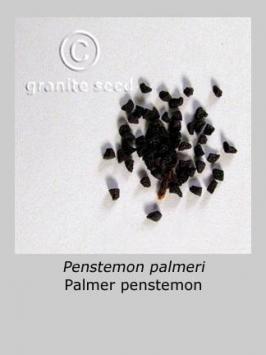 penstemon  palmeri  product gallery #4