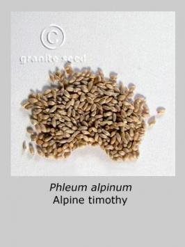 phleum  alpinum  product gallery #2
