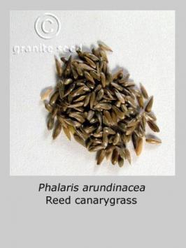 phalaris  arundinacea  product gallery #2