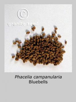 phacelia  campanularia  product gallery #3