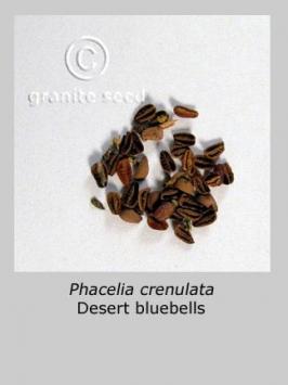 phacelia  crenulata  product gallery #7