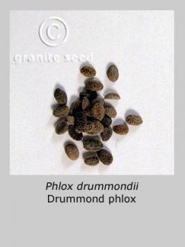phlox  drummondii  product gallery #2