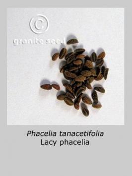 phacelia  tanacetifolia  product gallery #2