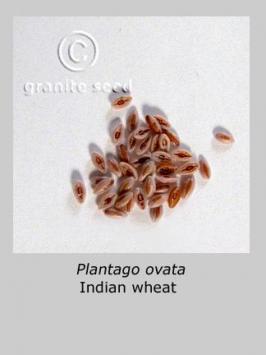 plantago  ovata  product gallery #4