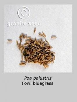 poa  palustris  product gallery #2