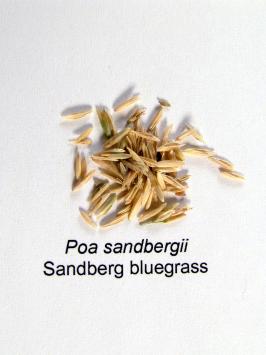 poa  secunda ssp. sandbergii  product gallery #2
