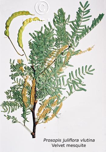 Prosopis juliflora velutina