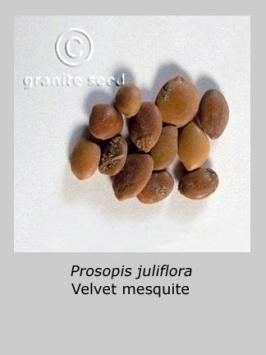 prosopis  juliflora velutina  product gallery #2