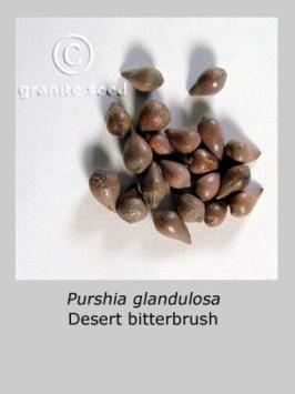 purshia  glandulosa  product gallery #4