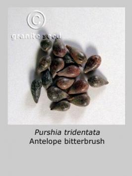 purshia  tridentata  product gallery #5