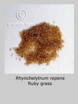 rhynchelytrum  repens  product gallery #2