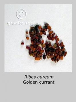 ribes  aureum  product gallery #2