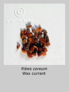 ribes  cereum  product gallery #2