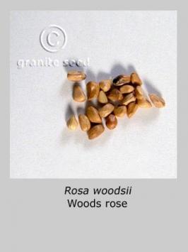 rosa  woodsii  product gallery #3