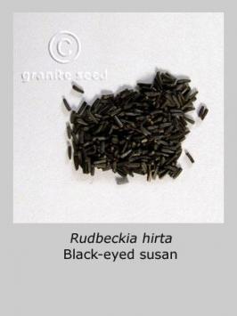 rudbeckia  hirta  product gallery #3