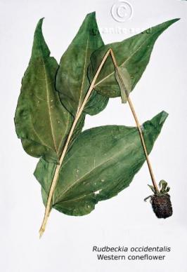 Rudbeckia occidentalis