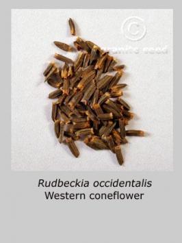 rudbeckia  occidentalis  product gallery #2