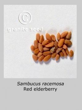 sambucus  racemosa  product gallery #2