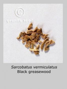 sarcobatus  vermiculatus  product gallery #5