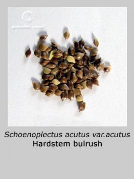 schoenoplectus  acutus var. acutus  product gallery #2