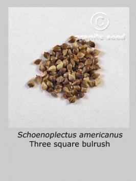 schoenoplectus  americanus  product gallery #2