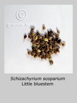schizachyrium  scoparium  product gallery #2