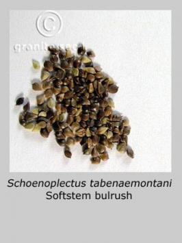 schoenoplectus  tabernaemontani  product gallery #2