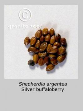 shepherdia  argentea  product gallery #2