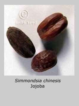 simmondsia  chinensis  product gallery #4