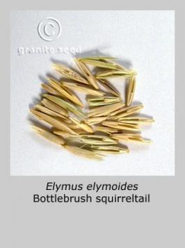 elymus  elymoides  product gallery #4