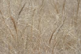 elymus  elymoides  product gallery #5