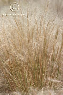 elymus  elymoides  product gallery #6
