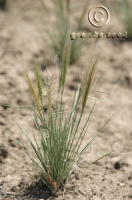 elymus  elymoides  product gallery #7