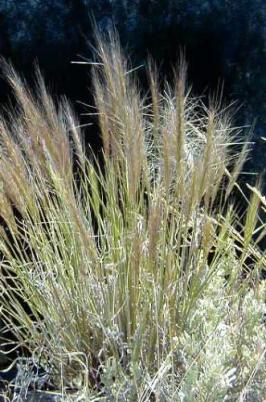 elymus  elymoides  product gallery #8