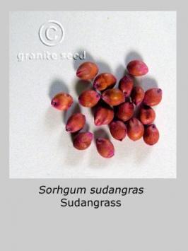sorghum   bicolor ssp. drummondii  product gallery #2