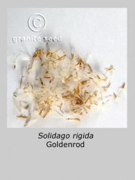 solidago  rigida  product gallery #2