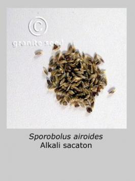 sporobolus  airoides  product gallery #6