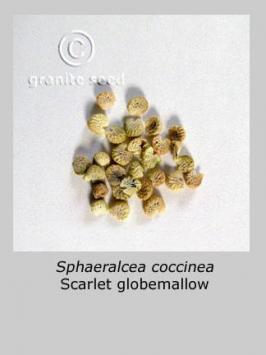 sphaeralcea  coccinea  product gallery #3