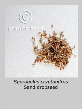 sporobolus  cryptandrus  product gallery #5