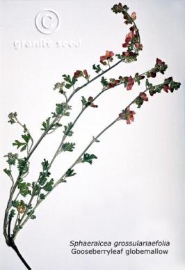 sphaeralcea  grossulariifolia  product gallery #6
