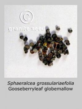 sphaeralcea  grossulariifolia  product gallery #7