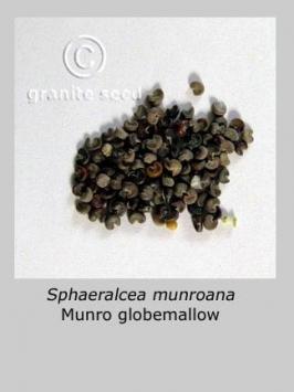 sphaeralcea  munroana  product gallery #6